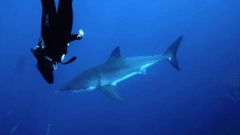 Great White Shark Swimming GIF - Find & Share on GIPHY