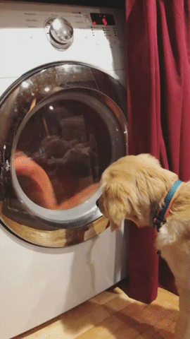 Dog Washing Machine GIF - Find & Share on GIPHY