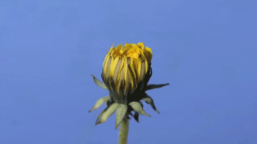 Flower Blooming GIF - Find & Share on GIPHY