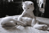 Naughty-cats GIFs - Get the best GIF on GIPHY
