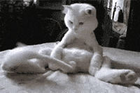 Naughty-cats GIFs - Get the best GIF on GIPHY Naughty-cats GIFs - Get the best GIF on GIPHY