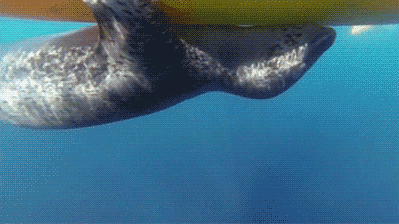 leopard seal sea GIF