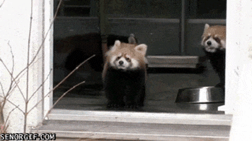 Red Panda GIF