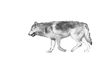 200w.gif?cid=790b7611rq2175y6fjmxsjsx4pi0mwr2uzz327ipj1enil5r&ep=v1_gifs_search&rid=200w.gif&ct=s