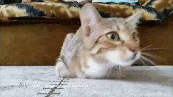 france-3  GIF