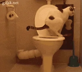 toilet paper cat GIF