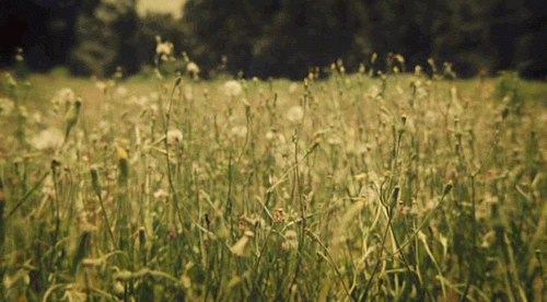 Spring GIF - Find & Share on GIPHY