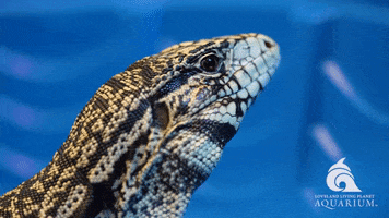 Lizard Reaction GIF by Living Planet Aquarium