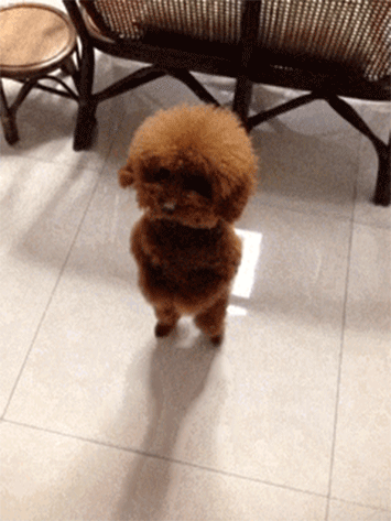 Hey At Least Were Leaving You With Cute Dogs GIFs - Get the best ...