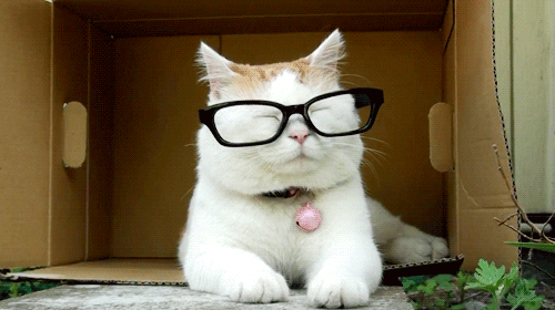 cat glasses GIF