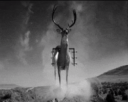 broncos gentlemen GIF