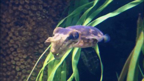 here is an image of a cuttlefish