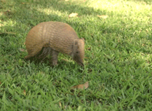 San Diego Zoo Armadillo GIF - Find & Share on GIPHY