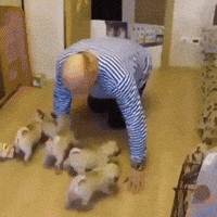 Attack Puppies GIF