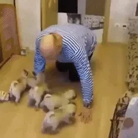 attack puppies GIF