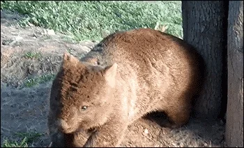 itch wombat GIF