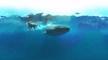 _CindyWallace_ whale shark GIF