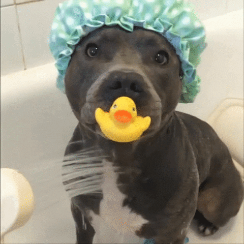 Dog Shower GIF - Find & Share on GIPHY