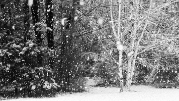 Video gif. A black-and-white scene of snow falling on trees.