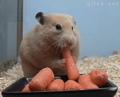 funny gif awww GIF