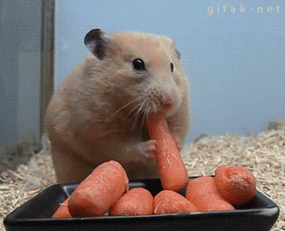 giphy.gif?cid=434362afbc0ad478bf421fdb45