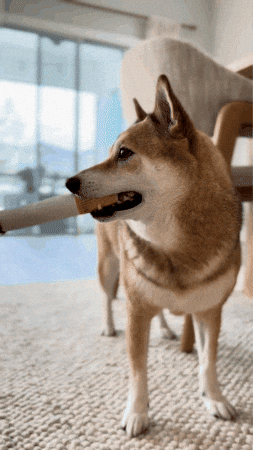 Dog Pet GIF