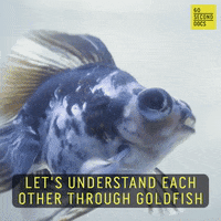 Communicate Gold Fish GIF by 60 Second Docs