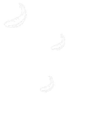 Laser Feather Sticker