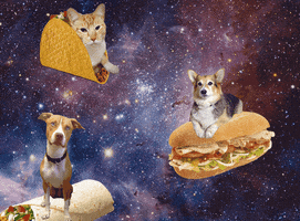 Digital art gif. Dog on a burrito, a cat in a taco, and another dog on a sub sandwich look bored as they bob around while floating space.