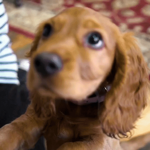 Cat Dog GIF