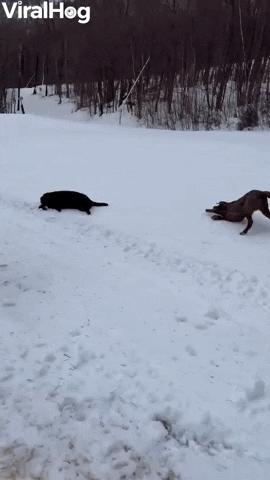 Video gif. Three big dogs are playing in snow and they run before tossing themselves on the snow, slipping and sliding through the snow laden floor.