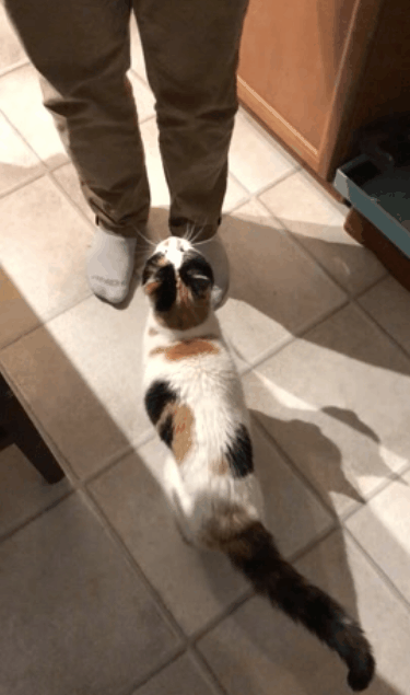 Cat Kitty GIF