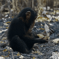 Chimp Whatever GIF by BBC America