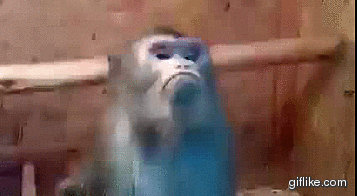 Wildlife gif. A monkey looks at something off screen with its mouth set in a very pronounced frown. It looks very bored or serious as it blinks and then turns its gaze away. 