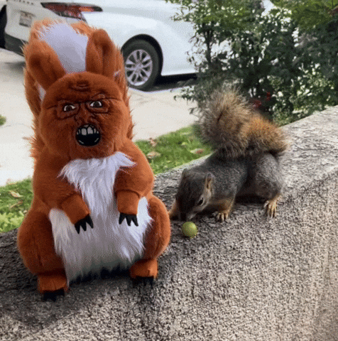 Squirrel GIF by Infernal Records