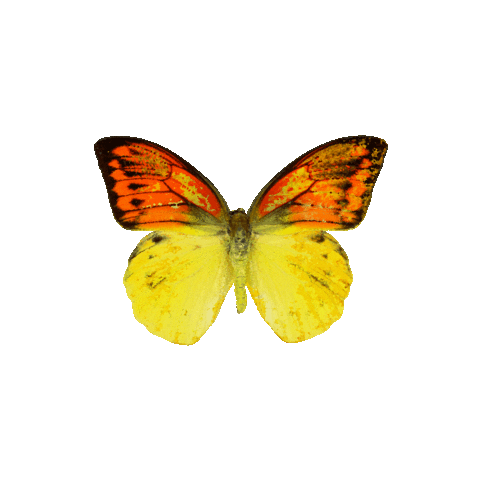 Butterfly Sticker