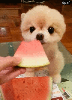 Puppy Crosses Their Paws in The Cutest Way - Señor GIF - Pronounced GIF or  JIF?