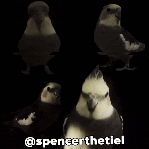 Instagram Bird GIF
