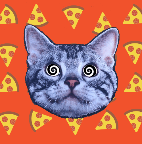 keeppizzaweird pizza cats fancy pizzacat GIF