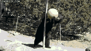 bears tether ball GIF by Cheezburger