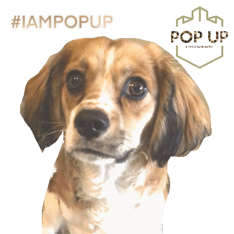 Pop up entertainment Sticker