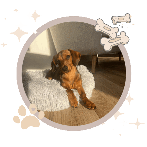 Shetland Sticker by Boujee House of Beauty