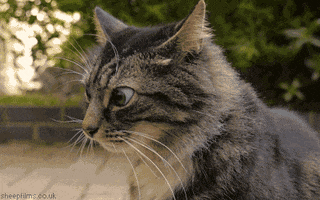 Cat Reaction GIF by sheepfilms