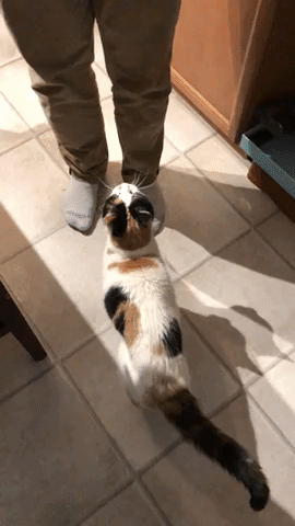 Cat Kitty GIF