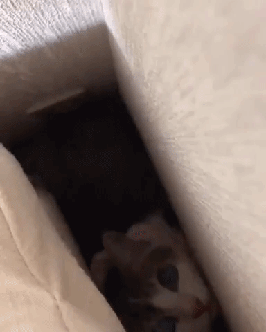 Video gif. A cute, big-eyed kitten smooshes itself into couch cushions towards us.