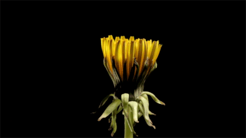 cykl życia kwiat GIF