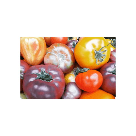 Vegetables Sticker by Tomato Revolution seeds