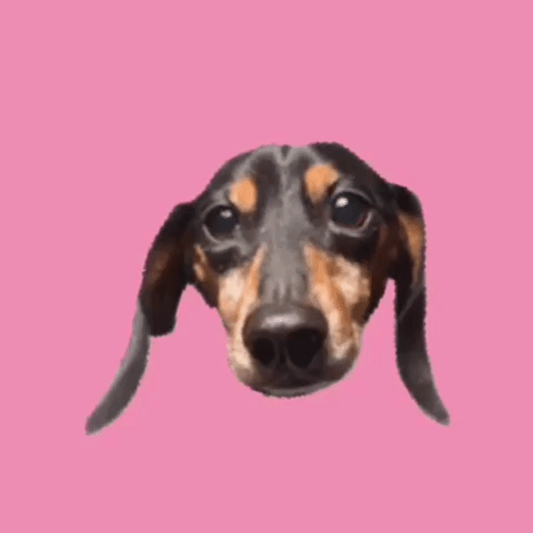 beangoods #dachshund #wienerdog #hotdog #dog #doxie GIF