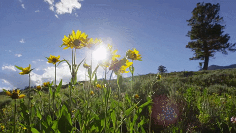 spring symphony for our world GIF by Nat Geo Wild 
