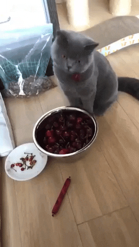 Cherry Reaction GIF by MOODMAN - Find & Share on GIPHY